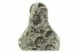 Fossil Ammonite (Arnioceras) Cluster - Holderness Coast, England #350949-4